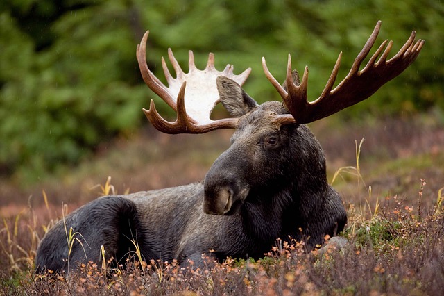 moose